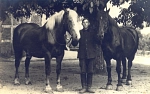 Bessinghausen - Gespannführer Clemens Veit ca. 1925 mit seinen zwei Pferden.